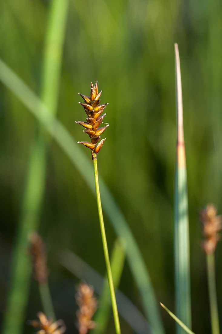 Изображение особи Carex dioica.