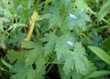 Delphinium × phoeniceum. Листья. Камчатский край, пос. Ключи, пустырь. 24.08.2016.