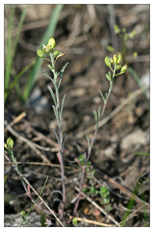 Изображение особи Meniocus linifolius.