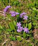 Primula amoena