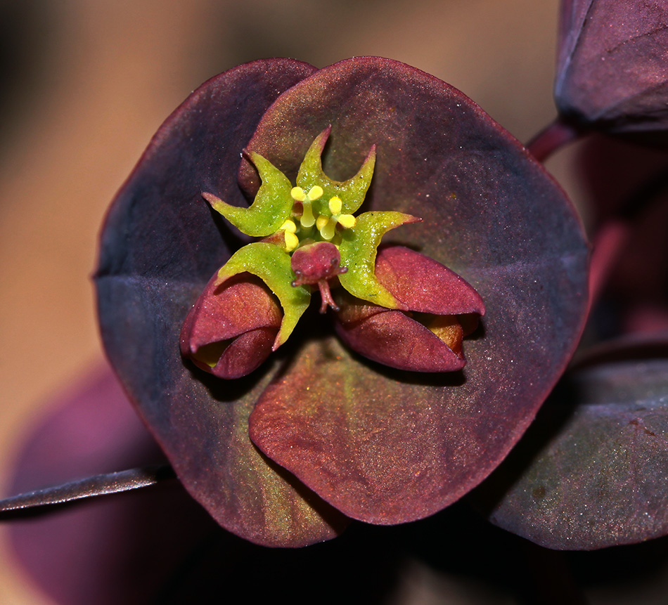 Image of Euphorbia savaryi specimen.