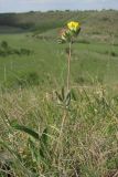 Anthyllis macrocephala