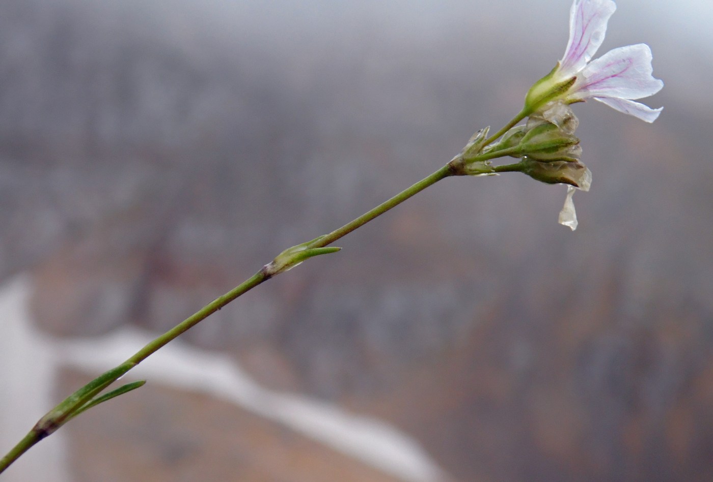 Изображение особи Gypsophila tenuifolia.