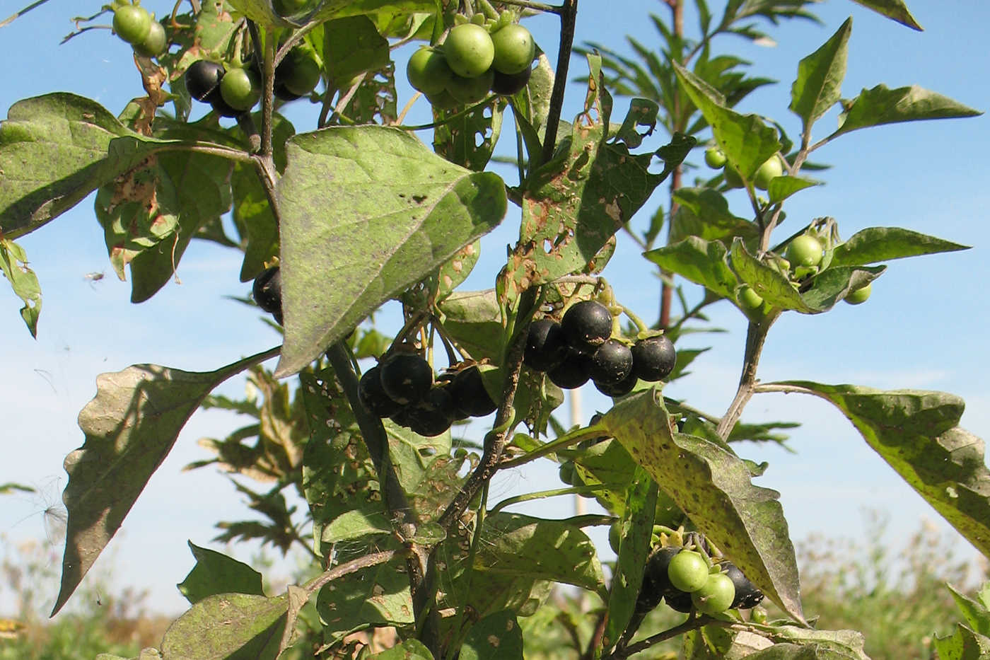 Изображение особи Solanum nigrum.