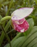 Cypripedium guttatum