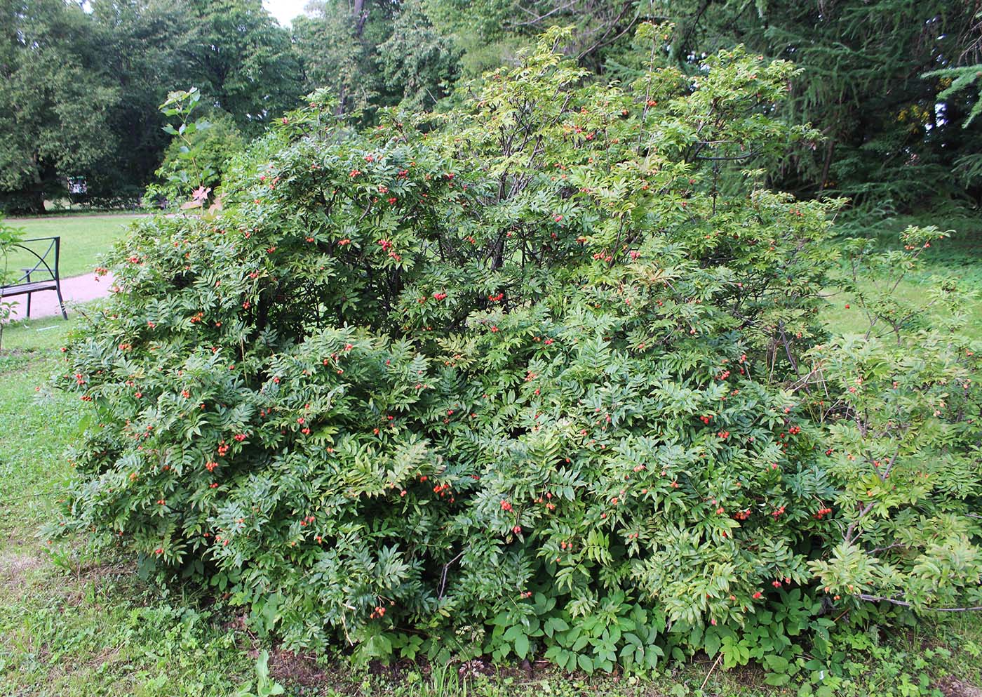 Изображение особи Sorbus sambucifolia.