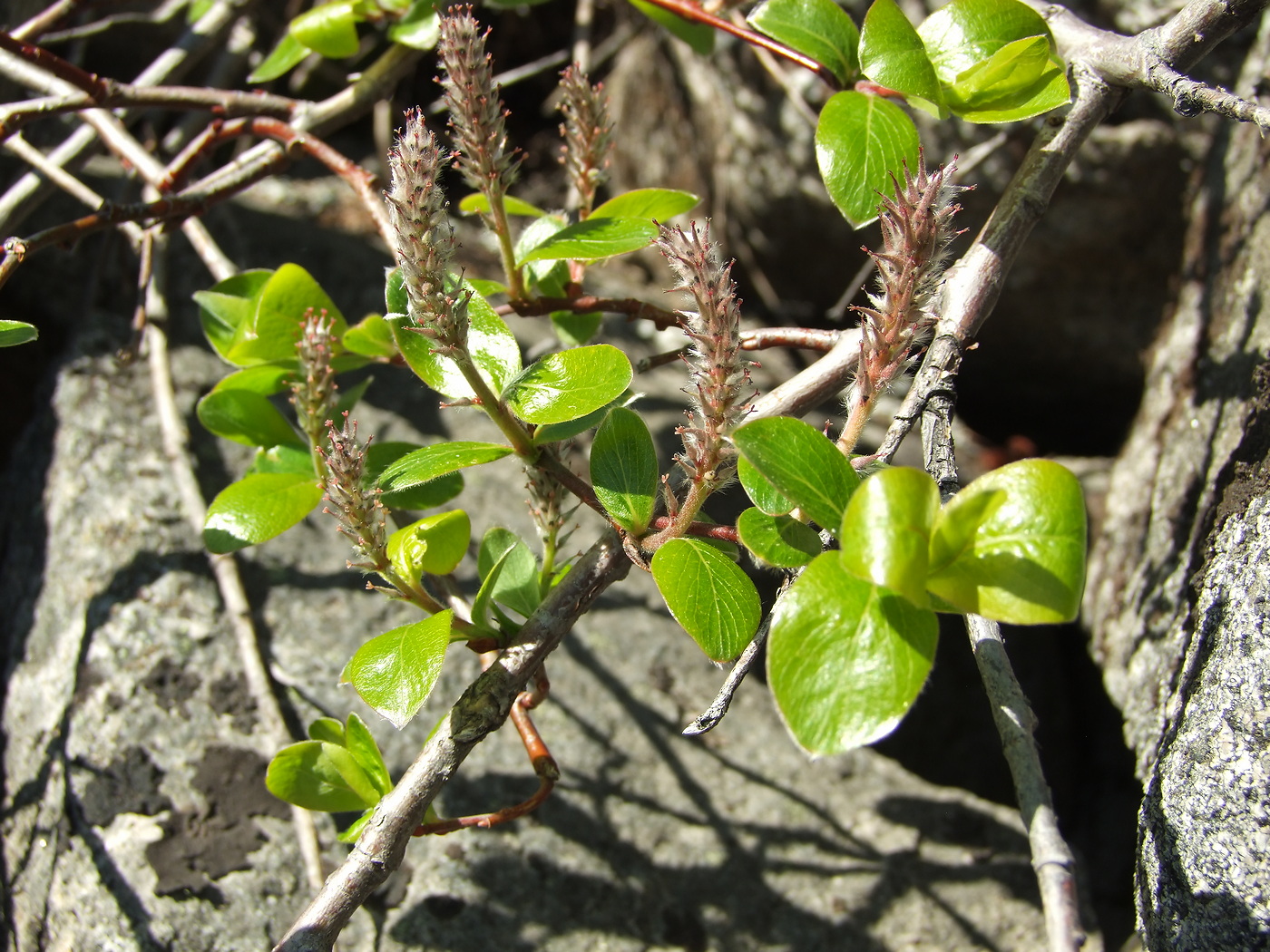 Image of Salix arctica specimen.