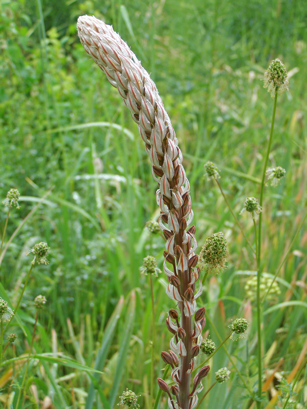 Изображение особи Eremurus comosus.