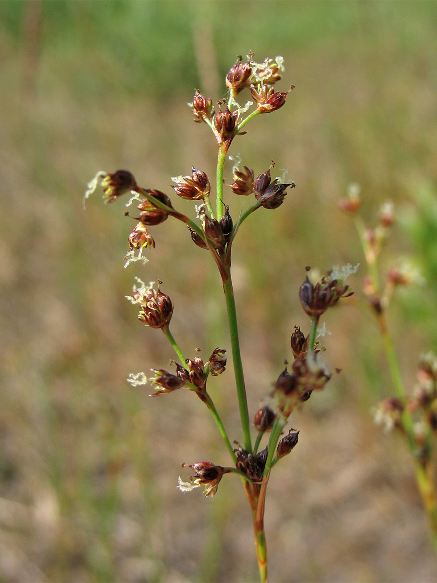 Изображение особи Juncus articulatus.