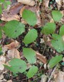 Rubus hirtus