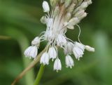 Allium paniculatum