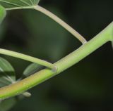 семейство Convolvulaceae