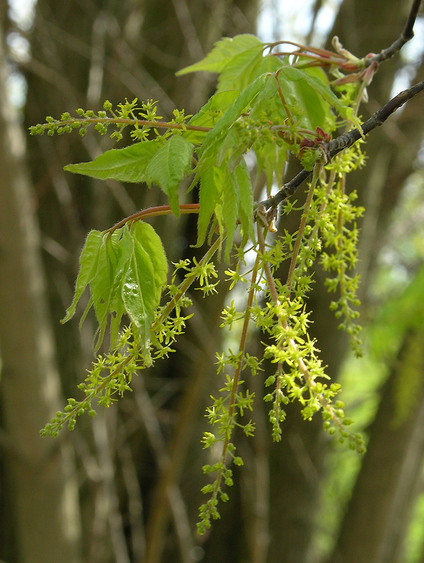 Изображение особи Acer cissifolium.