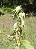 Campanula latifolia. Часть соплодия с сидящей мухой. Марий Эл, Волжский р-н, окр. Свято-Гурьевского храма, небольшая полянка у лесной тропы. 09.08.2020.