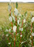 Salix starkeana