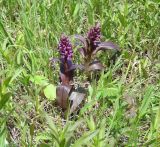 Dactylorhiza incarnata. Цветущие растения. Иркутская обл., Иркутский р-н, р. Иркут, о. Беляева, луг. 13.06.2020.