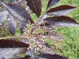 Sambucus nigra