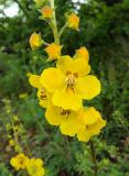 Verbascum spectabile