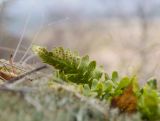 Polypodium vulgare. Часть вайи с сорусами (вид на абаксиальную поверхность). Башкортостан, Белорецкий р-н, Шигаевский сельсовет, окр. с. Узянбаш, курумы горы Кагаташ. 5 ноября 2021 г.