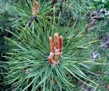Pinus sylvestris. Мутовка почек на конце побега. Чувашия, окрестности г. Шумерля, пойма р. Сура, устье р. Шумерлинка. 10 мая 2005 г.