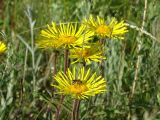 Inula hirta