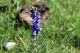 род Aconitum