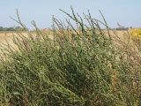 Atriplex patens