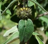 Phlomis lunariifolia