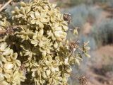 Ferula foetida