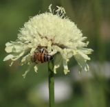 Cephalaria procera