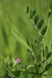 Vicia angustifolia. Плод и часть побега с погрызенными листьями. Беларусь, Витебская обл., пос. Езерище, дол. р. Оболь у плотины, нарушенный луг у берега. 23.06.2023.