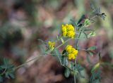 Medicago falcata. Верхушка цветущего растения. Пермский край, г. Пермь, Индустриальный р-н, сосновый бор. 04.08.2023.