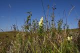 Aconitum confertiflorum. Цветущие растения. Адыгея, Кавказский биосферный заповедник, плато Лагонаки, 1,5 км к северо-западу от горы Нагай-Кош, луг. 16 августа 2023 г.
