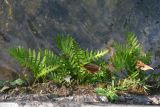 genus Polypodium. Растения на берегу ручья. Республика Абхазия, окр. г. Новый Афон. 28.08.2009.
