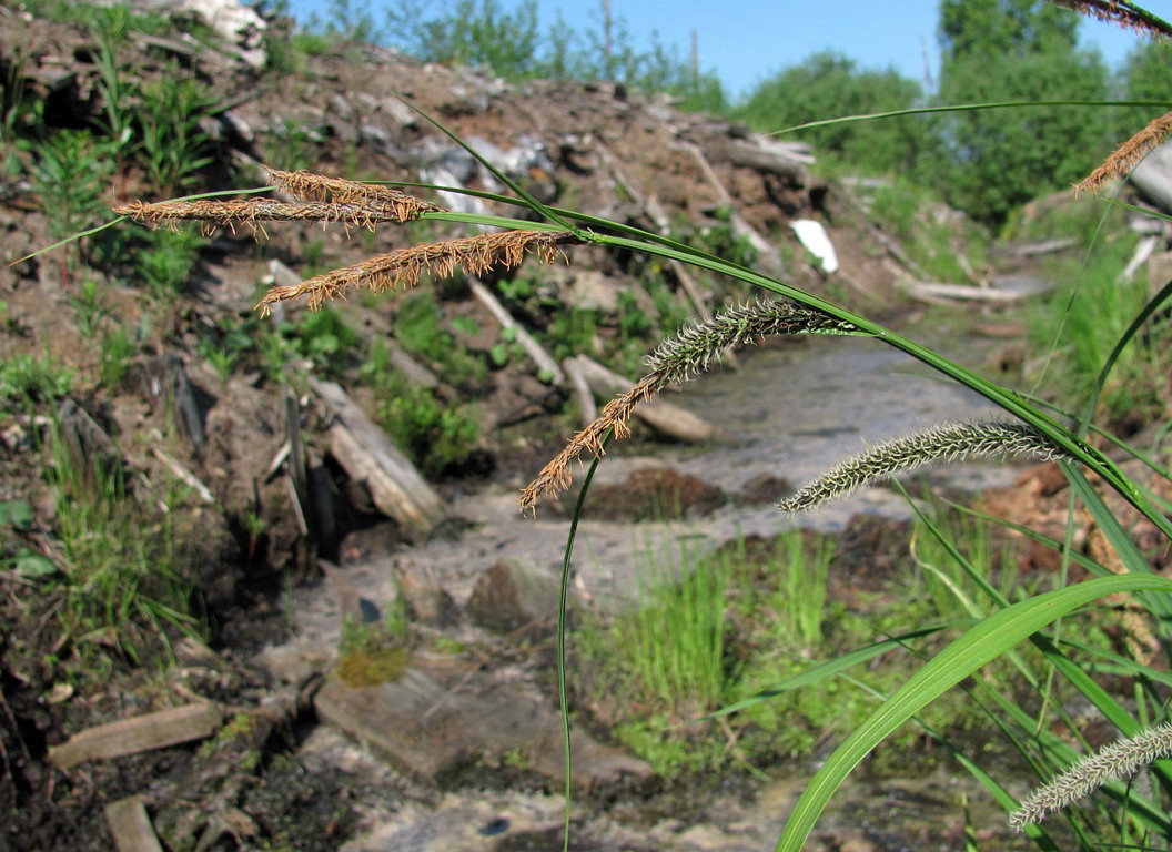 Изображение особи Carex acuta.