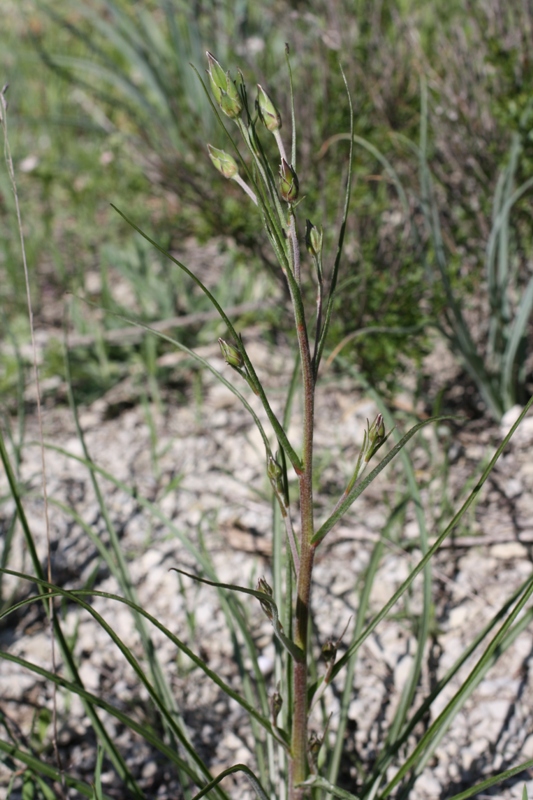 Изображение особи Scorzonera stricta.