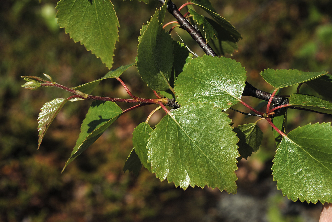 Изображение особи Betula &times; kusmisscheffii.