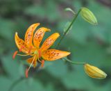 Lilium distichum