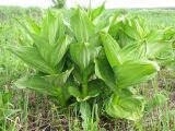 Veratrum lobelianum