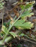 Erodium gruinum