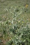 Cousinia vicaria. Зацветающее растение. Южный Казахстан, хр. Каржантау, ущ. Кызылбулак, плато в верховьях. 28.05.2013.