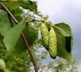 Betula platyphylla. Часть ветви с соплодиями. Хабаровский край, Ванинский р-н, окр. пос. Высокогорный. 23.06.2013.