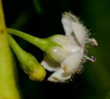 Myoporum acuminatum