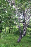 Betula platyphylla