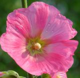 Alcea rosea