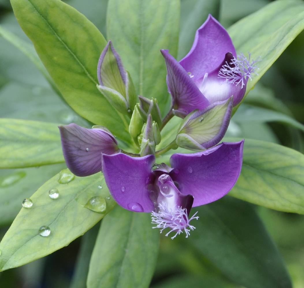 Изображение особи Polygala myrtifolia.