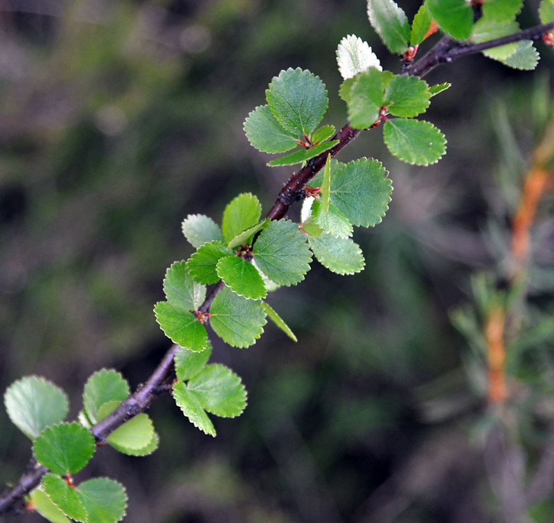 Изображение особи Betula nana.