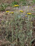 Achillea micrantha