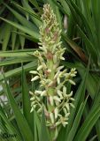 Yucca treculeana