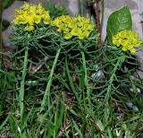 Euphorbia cyparissias